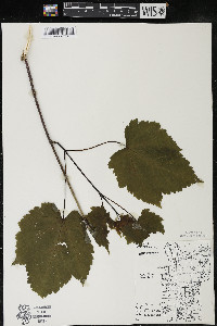 Acer spicatum image