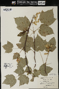 Acer spicatum image