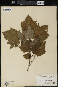 Acer spicatum image