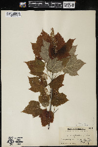Acer spicatum image