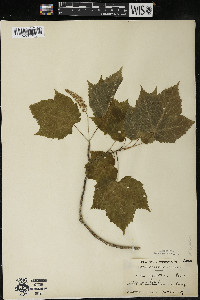 Acer spicatum image