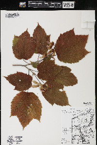 Acer spicatum image