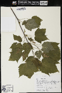 Acer spicatum image