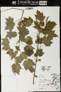 Acer spicatum image