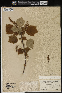 Acer spicatum image