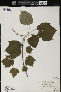 Acer spicatum image