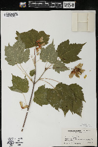 Acer spicatum image