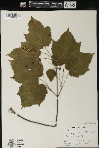 Acer spicatum image