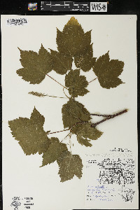 Acer spicatum image