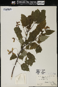 Acer spicatum image