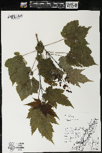 Acer spicatum image