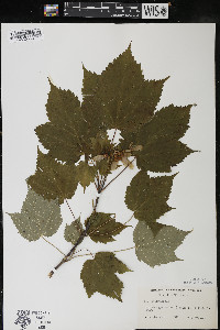 Acer spicatum image