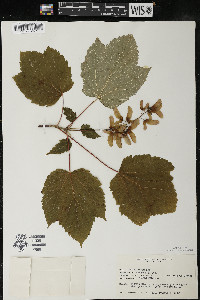 Acer spicatum image