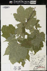 Acer spicatum image