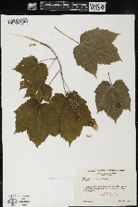 Acer spicatum image