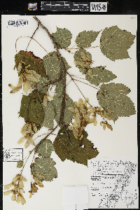 Acer spicatum image