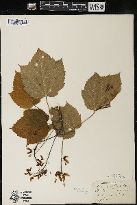 Acer spicatum image