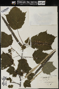 Acer spicatum image
