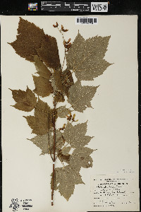 Acer spicatum image