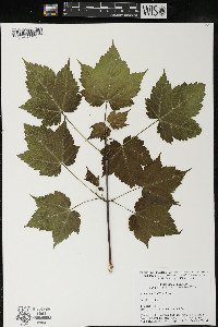 Acer spicatum image