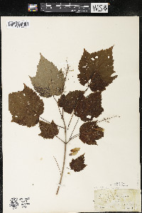 Acer spicatum image