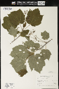 Acer spicatum image