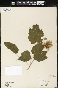Acer spicatum image