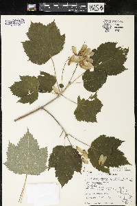 Acer spicatum image