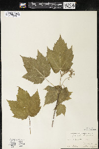 Acer spicatum image