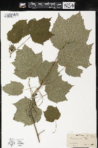 Acer spicatum image