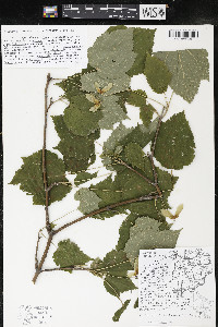 Acer spicatum image