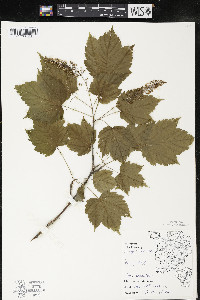 Acer spicatum image