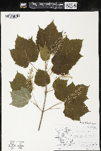 Acer spicatum image