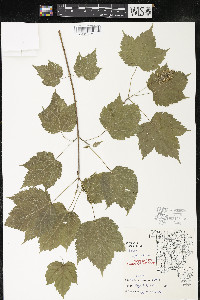 Acer spicatum image