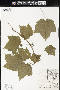 Acer spicatum image