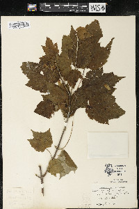 Acer spicatum image