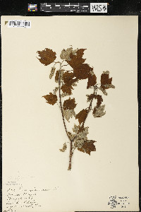 Acer spicatum image