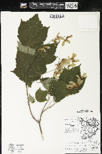 Acer spicatum image