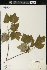 Acer spicatum image