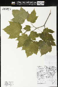 Acer spicatum image