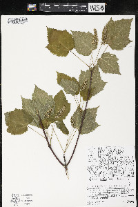 Acer spicatum image