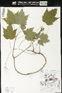 Acer spicatum image