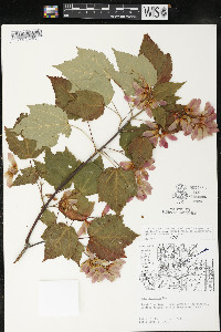Acer spicatum image