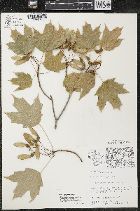 Acer nigrum image