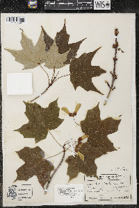 Acer nigrum image