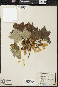 Acer nigrum image