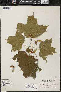 Acer nigrum image