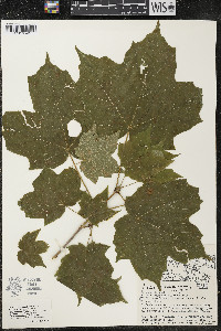 Acer nigrum image