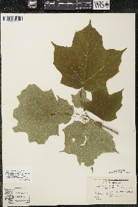 Acer nigrum image