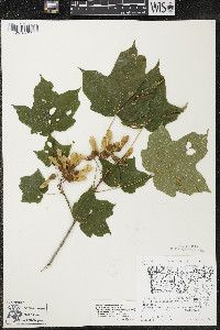 Acer nigrum image